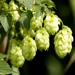 Common Hops - Photo (c) Ferran Turmo Gort, some rights reserved (CC BY-NC-SA)