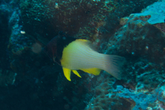 Bodianus mesothorax