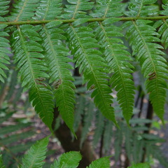 Phytoliriomyza tearohensis