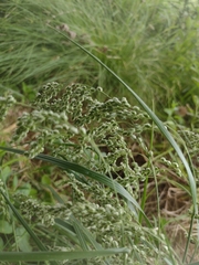 Chascolytrum subaristatum