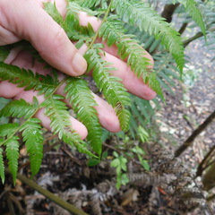 Phytoliriomyza tearohensis