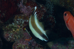 Heniochus chrysostomus