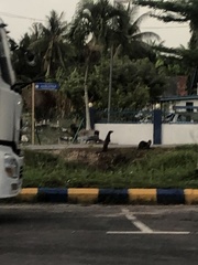 Lutrogale perspicillata