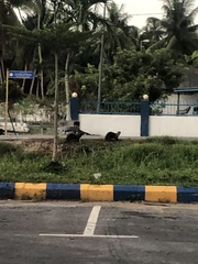 Lutrogale perspicillata