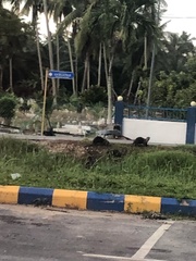 Lutrogale perspicillata