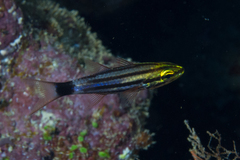 Cheilodipterus macrodon