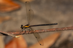 Austroargiolestes chrysoides