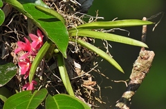 Rodriguezia lanceolata