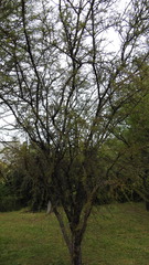 Prosopis torquata