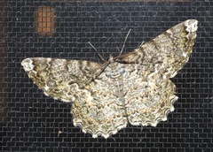 Amblychia subrubida