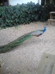 Pavo muticus