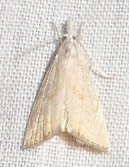 Haimbachia placidellus