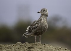 Larus argentatus × glaucescens
