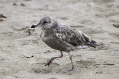 Larus argentatus × glaucescens