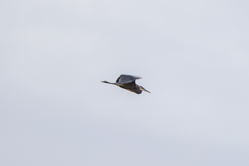 iNaturalist observation photo of Great Blue Heron