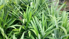 Pandanus amaryllifolius