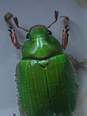 Brachysternus prasinus