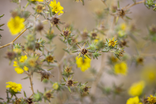 iNaturalist observation photo of Fitch's tarweed