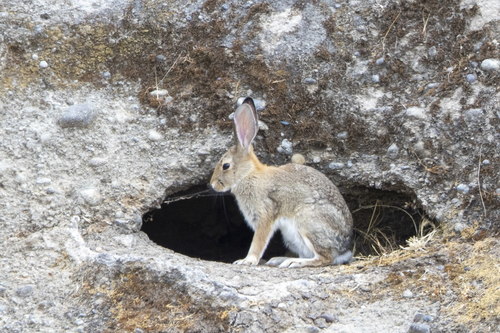 iNaturalist observation photo of Desert Cottontail