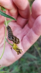 Cirrhophanus triangulifer