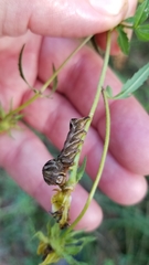 Cirrhophanus triangulifer