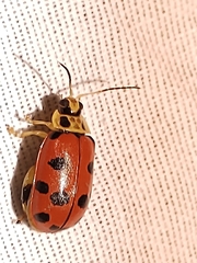 Alagoasa nigromaculata