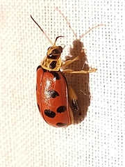 Alagoasa nigromaculata