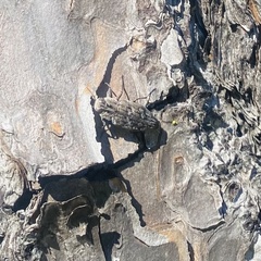 Chrysobothris dentipes