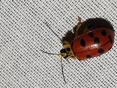 Alagoasa nigromaculata