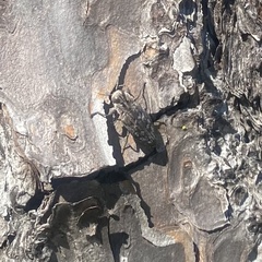 Chrysobothris dentipes