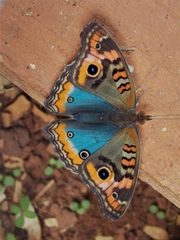 Junonia