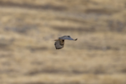 iNaturalist observation photo of Red-tailed Hawk
