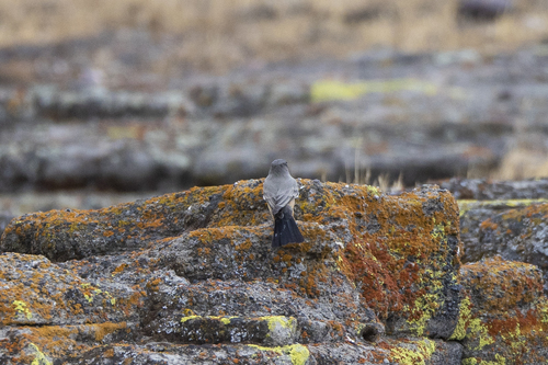 iNaturalist observation photo of Say's Phoebe