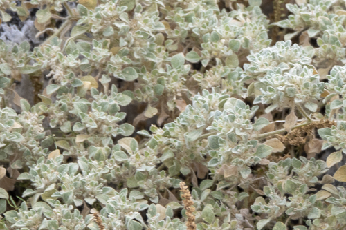 iNaturalist observation photo of turkey mullein