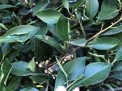 Trioza brevigenae