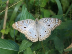 Anartia jatrophae