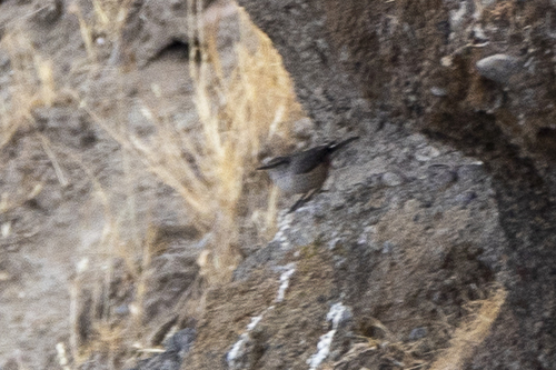 iNaturalist observation photo of Rock Wren