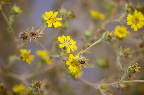 iNaturalist observation photo of Fitch's tarweed