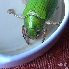 Brachysternus prasinus