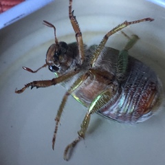 Brachysternus prasinus