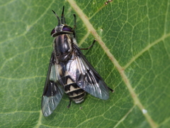 Chrysops aestuans