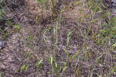 Bromus commutatus