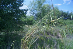 Bromus commutatus
