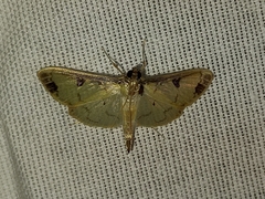 Eulepte