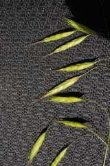 Bromus commutatus