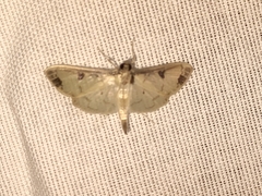 Eulepte