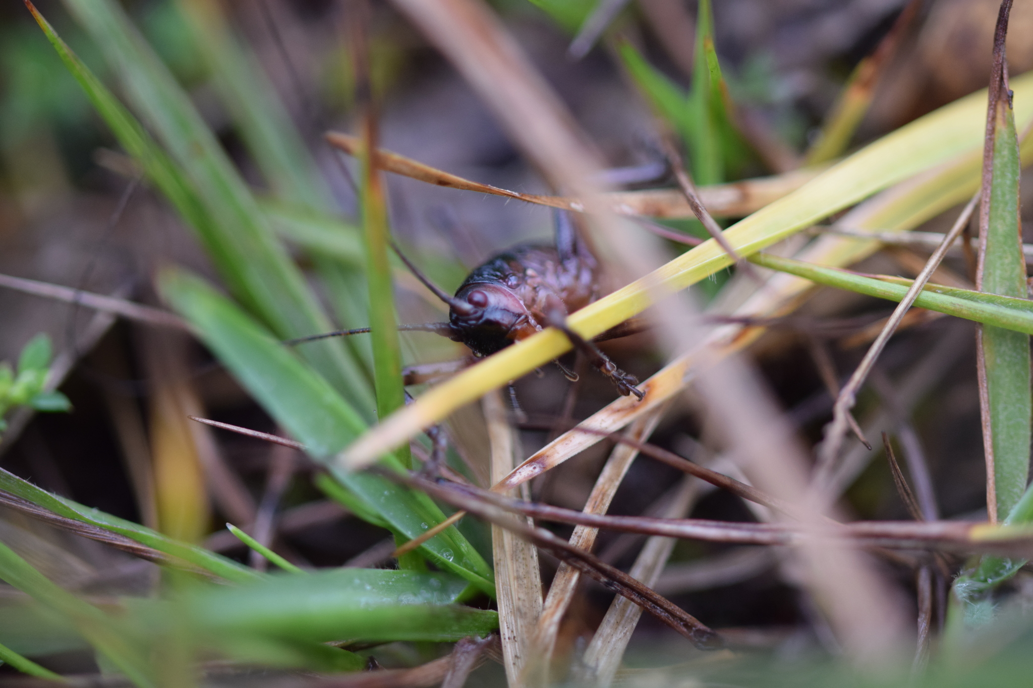 Camposiella notabilis image