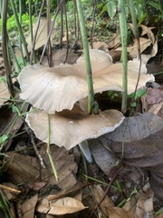 Basidiomycota