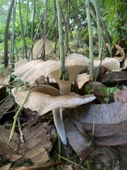 Basidiomycota
