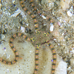 Macrophiothrix spongicola